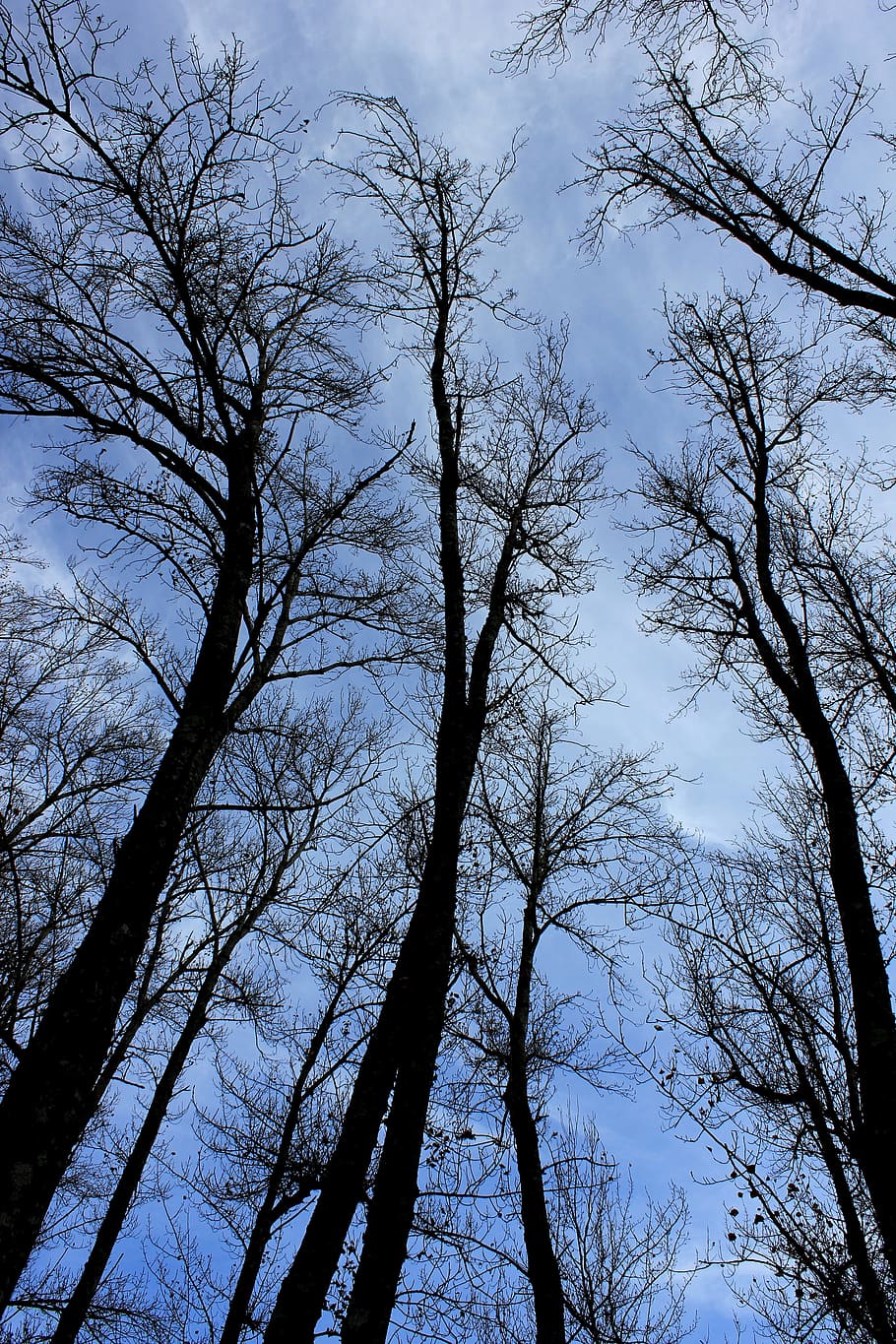 Nature, Blue, Sky, Trees, Silhouette, forest, natural, low angle view HD wallpaper
