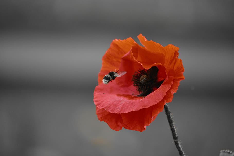 bee hovering over the red poppy flower, bourdon, fields, nature HD wallpaper