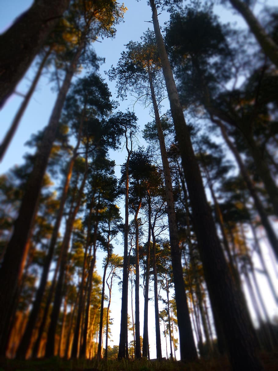 trees, tall, forest, nature, green, sky, trunk, natural, environment HD wallpaper