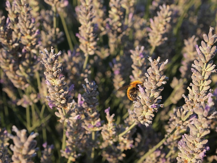 Lavender, Bumblebee, Insect, Animals, nature, flower, one animal HD wallpaper