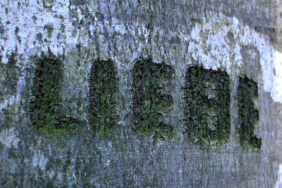 tree, carved, name, symbol, engraved, eingeritzter tree, tree bark HD wallpaper