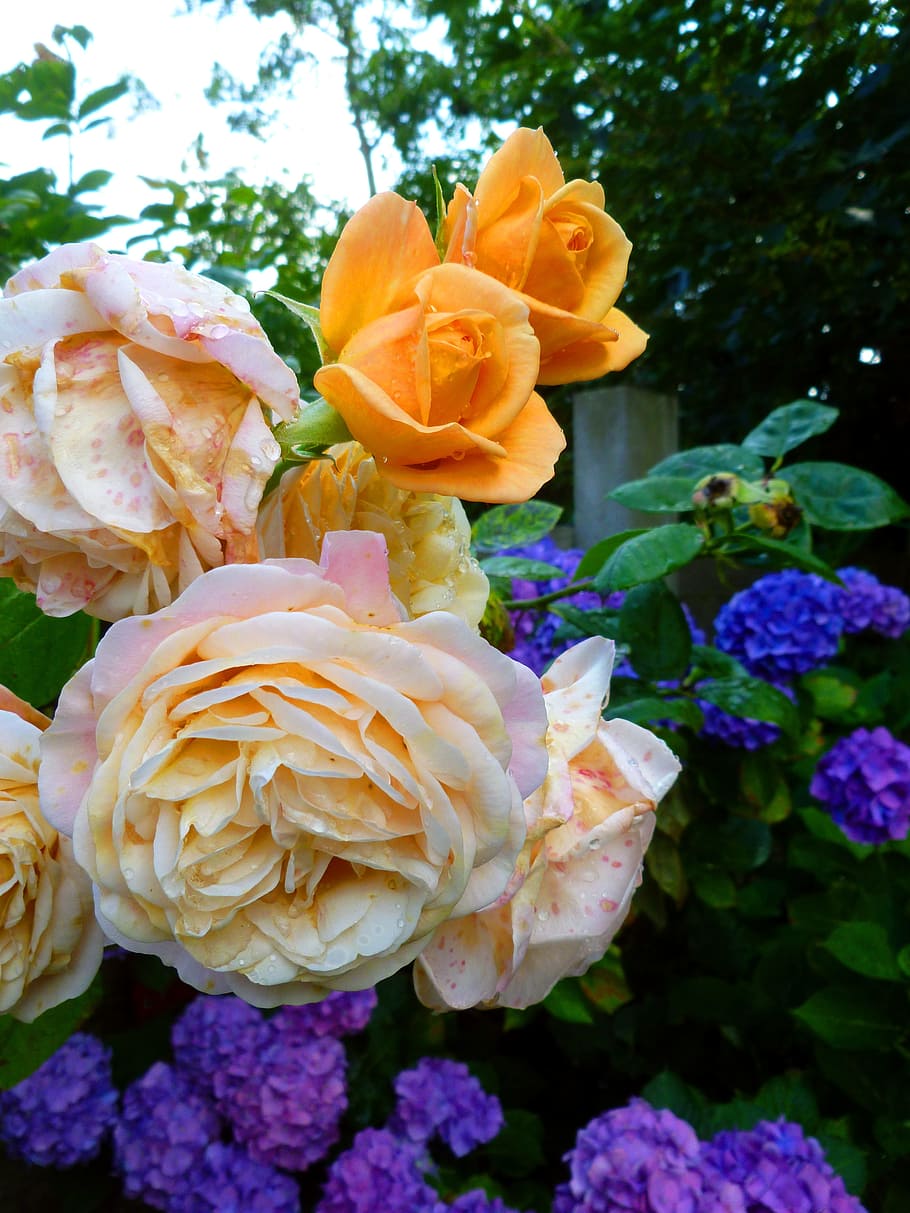 roses, flowers, hydrangeas, blossom, bloom, nature, summer HD wallpaper