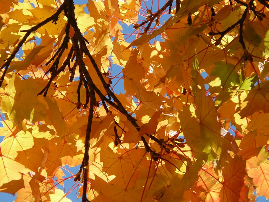 branches, aesthetic, autumn, coloring, yellow, orange, maple leaves