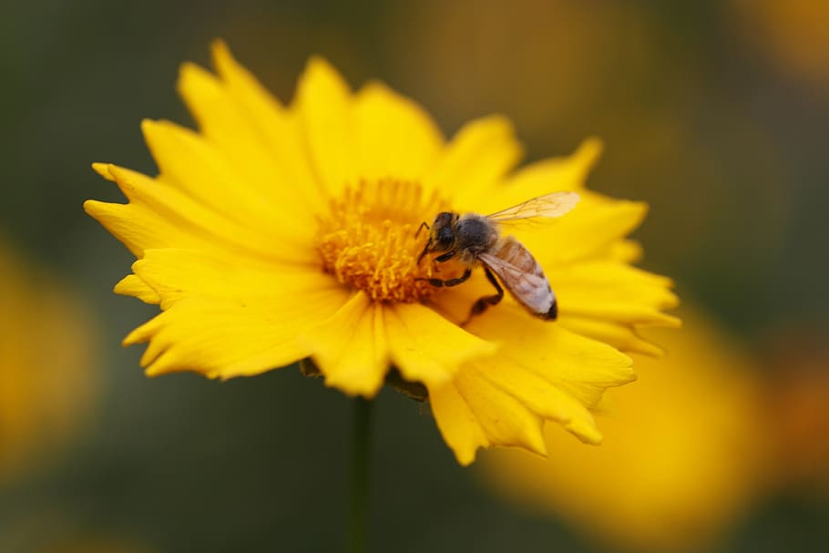 gesanghua, bee, yellow, flowering plant, petal, invertebrate HD wallpaper