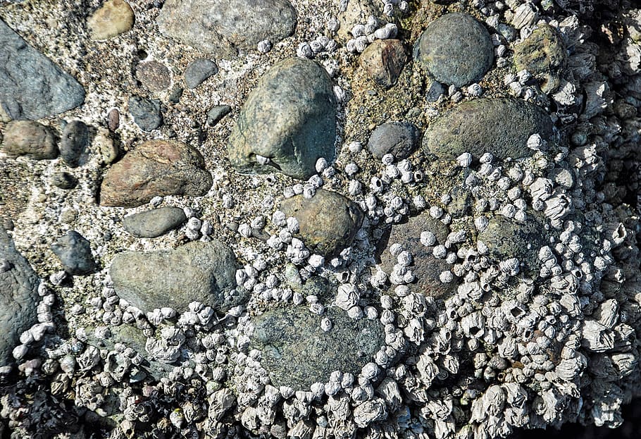 barnacles and rocks, beach, background, seascape, texture, ocean, HD wallpaper