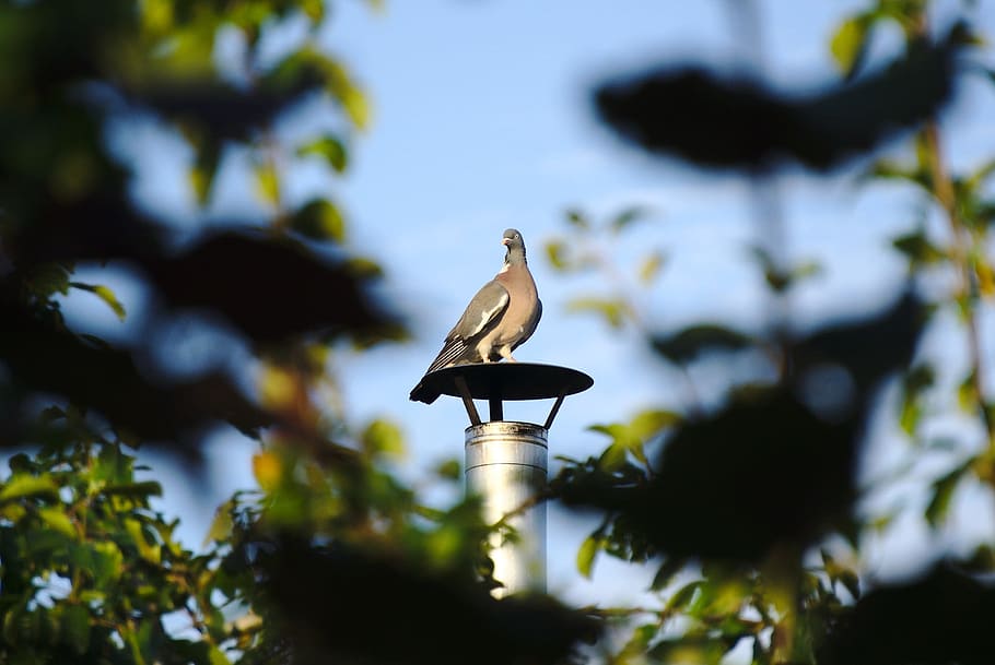 Bird, Dove, Pigeon, animals in the wild, animal themes, animal wildlife HD wallpaper