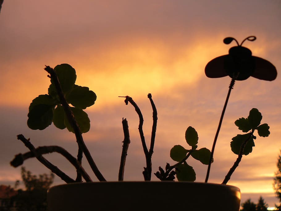 Flower, Dawn, sky, silhouette, sunset, adult, nautical vessel HD wallpaper