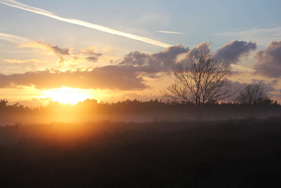 Heide, Veluwe, Forest, Trees, dutch landscape, winter landscape, HD wallpaper