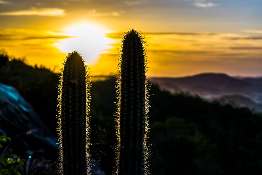 sunset, nature, widescreen, afternoon, sky, plant, beauty in nature HD wallpaper