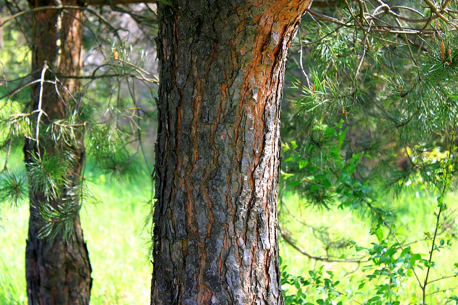 trunk, tree, the bark, forest, nature, plant, tree trunk, growth HD wallpaper