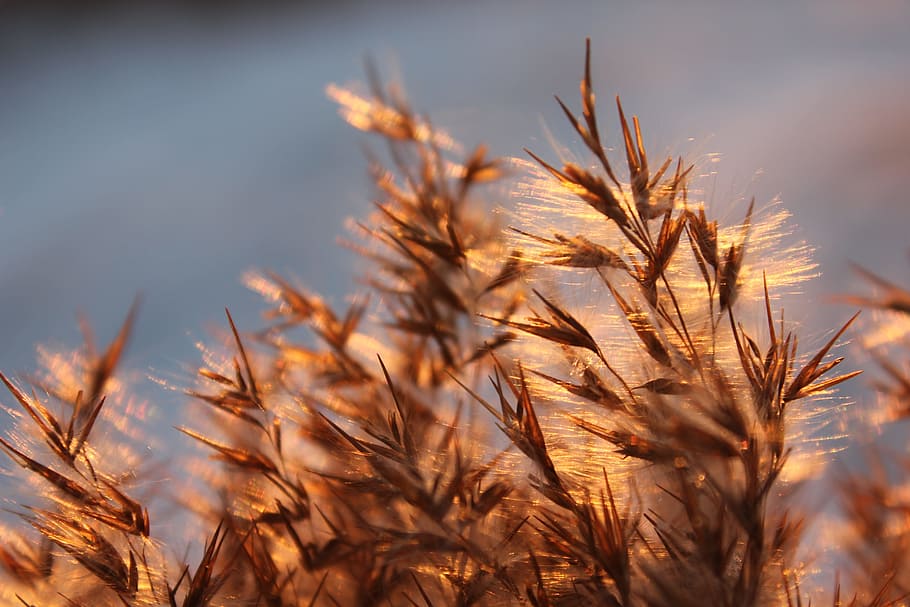 Grass, Sun, Nature, Plant, Light, reflection, cereal plant HD wallpaper