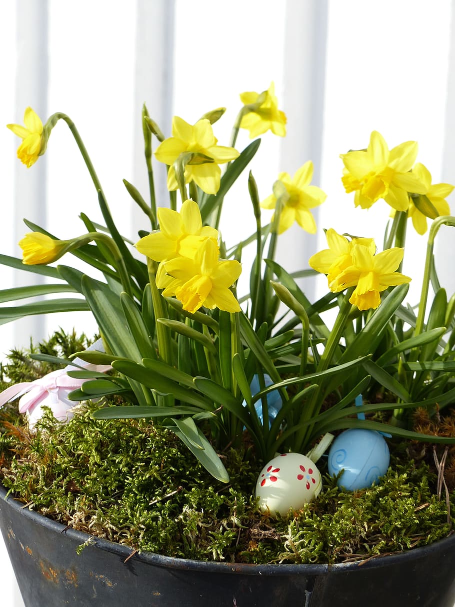 Flower Arrangements, Pot, Eggs, Easter, easter lilies, green HD wallpaper