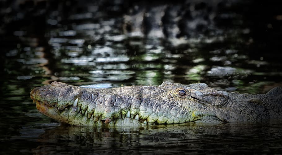 crocodile, predator, river, water, macro, close-up, dangerous HD wallpaper