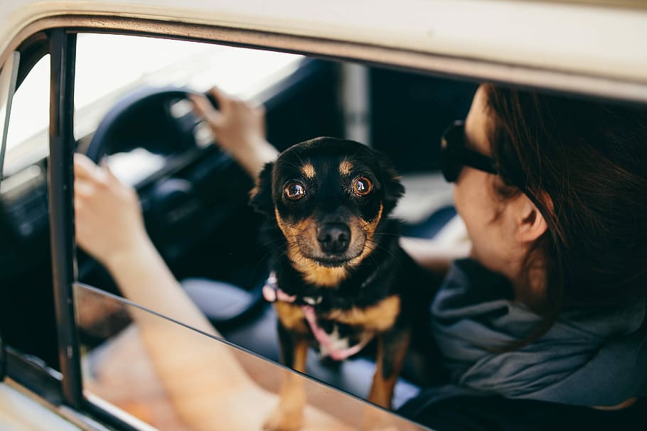 Woman in the car, female, dog, pet, animal, travel, car driving