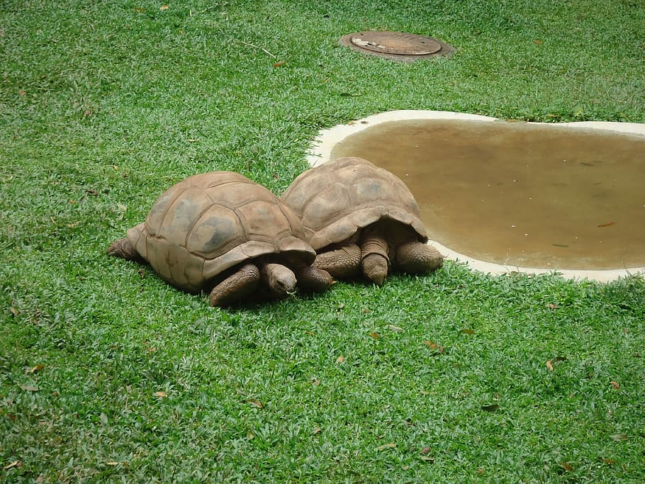 Turtle, Nature, Hull, Animal, green, reptile, slow, forest HD wallpaper