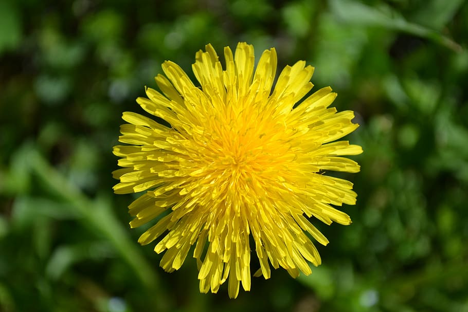 dandelion, flower, spring, garden, yellow, nature, flowers HD wallpaper