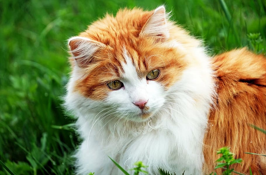 long-fur orange and white cat, red, mackerel, mieze, cute, grass HD wallpaper