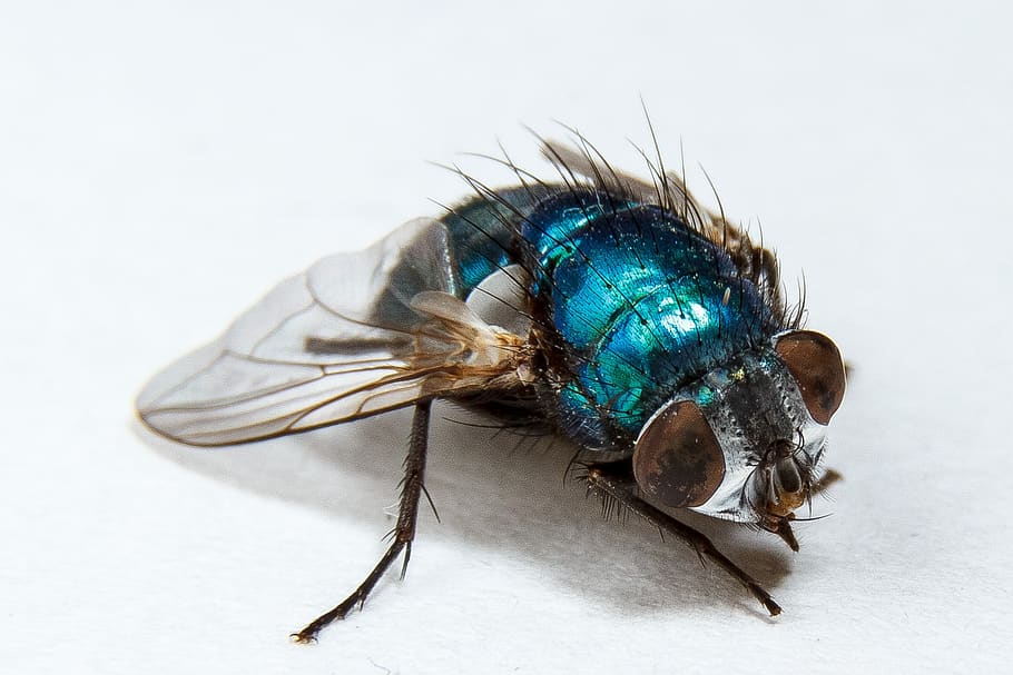 housefly, insect, macro, insect macro, wing, invertebrate, animal themes HD wallpaper