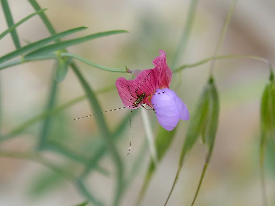 grasshopper, lobster, tiny, small, insect, wild flower, antennas HD wallpaper