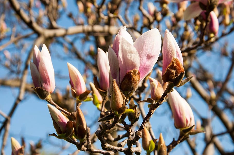tree, flower, blossoms, spring, nature, garden, green, landscaping HD wallpaper