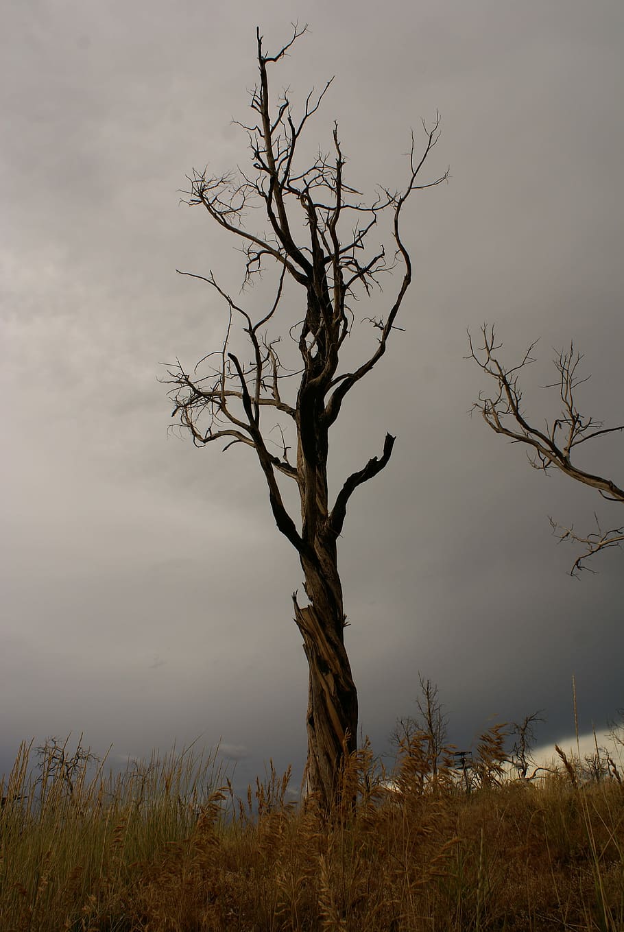 brown leafless tree, sky, storm, dead tree, bare tree, landscape HD wallpaper