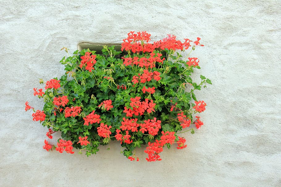 flowers, plant, geranium, window, slope geranien, red, flowering plant HD wallpaper