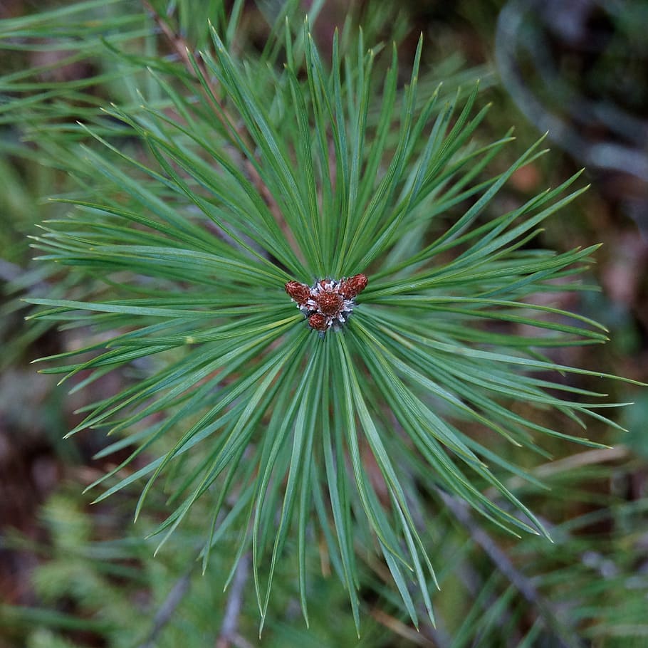 pine, conifer, growth point, shoot, plant, green color, beauty in nature HD wallpaper