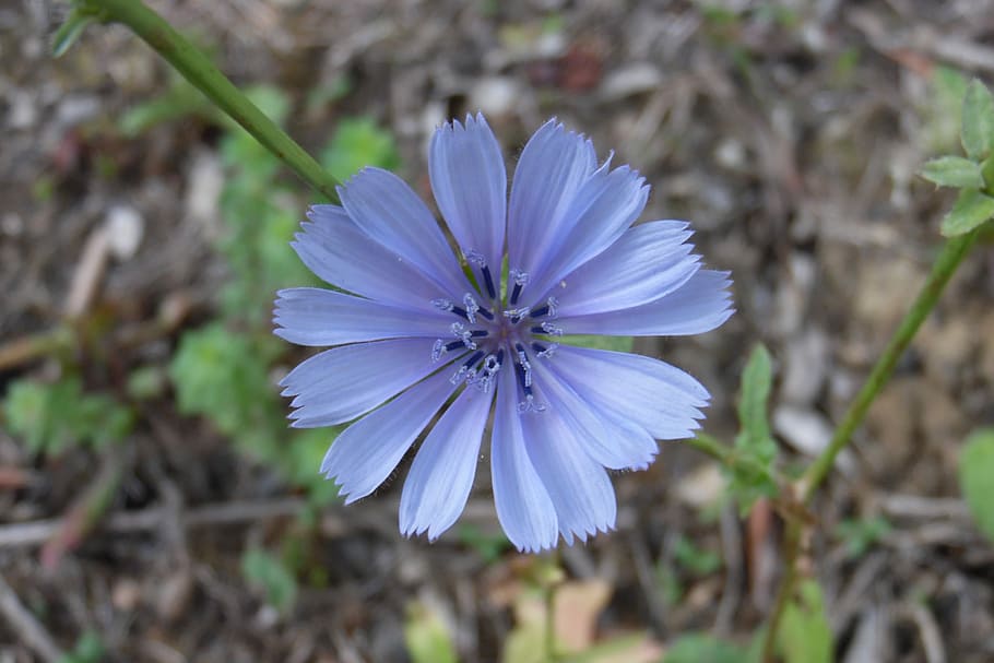 Chicory, Flower, Nature, Macro, chicory flower, delicate flower HD wallpaper