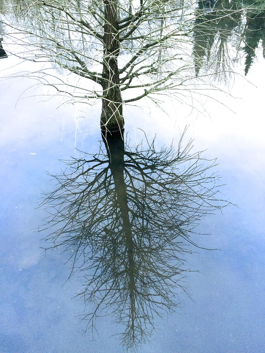 trees, mirror, mirroring, water, nature, landscape, rest, reflections HD wallpaper