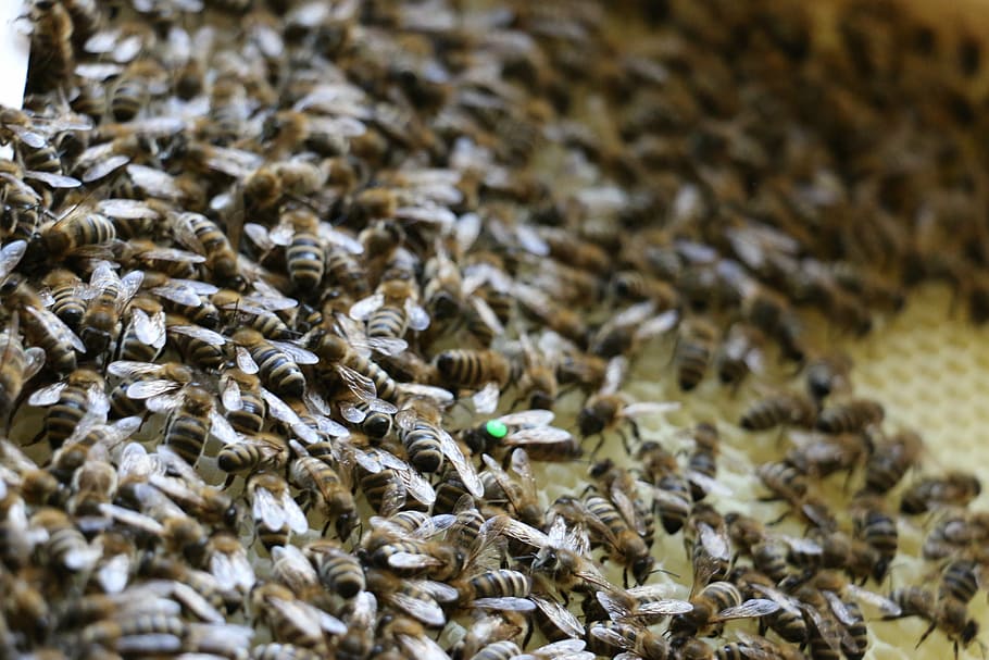 bees, combs, insect, queen bee, honey, beehive, beekeeper, honey combs HD wallpaper