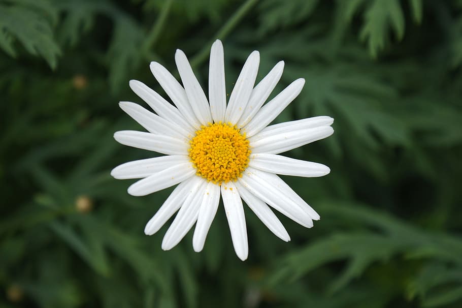 Daisy, White, Flower, Nature, Summer, green, spring, grass HD wallpaper