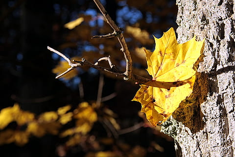 nature, leaf, tree, autumn, plant, maple, golden autumn, fall foliage HD wallpaper
