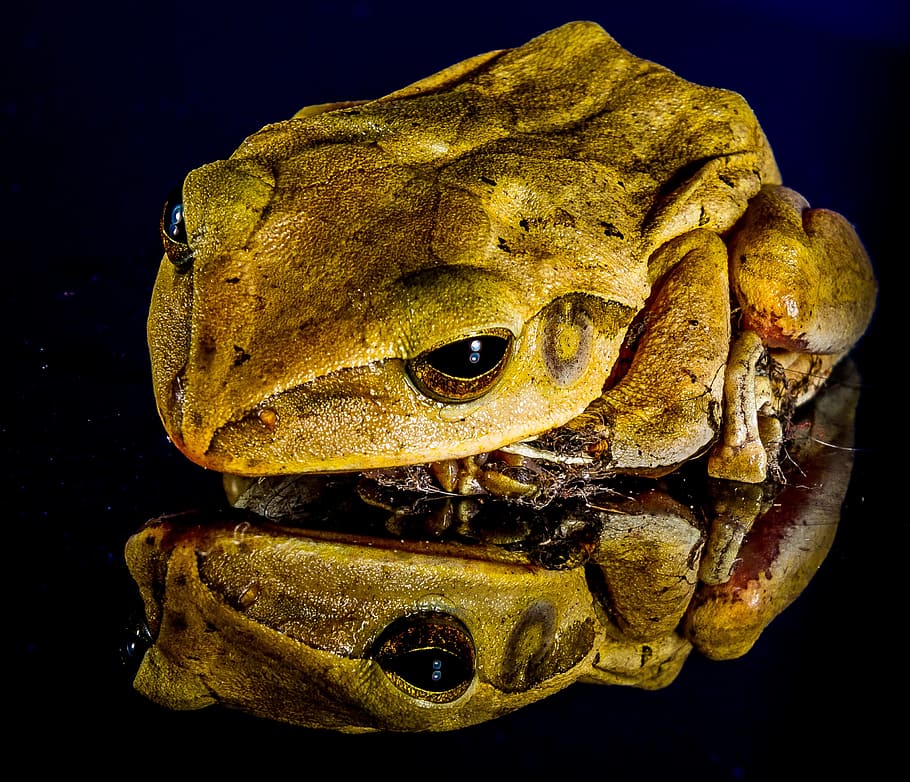frog, close, mirror image, one animal, animal themes, animal wildlife HD wallpaper