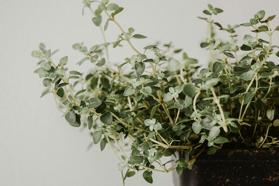 She leaves home. Орегано комнатное растение. Орегано комнатный в воде. How to start your own Indoor Herb Garden.