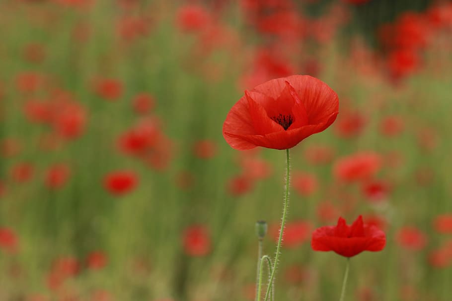 red poppy flowers in selective focus photography, papaverales, HD wallpaper