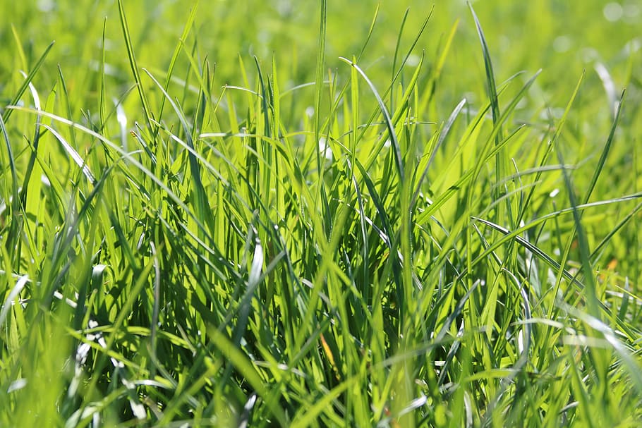 grass, green, spring, green grass, nature, plant, meadow, bright HD wallpaper