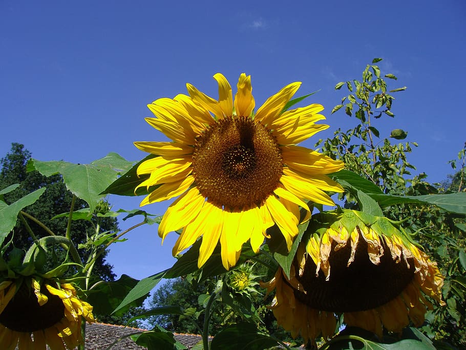 sunflower, sky, nature, yellow, plant, flowering plant, growth HD wallpaper