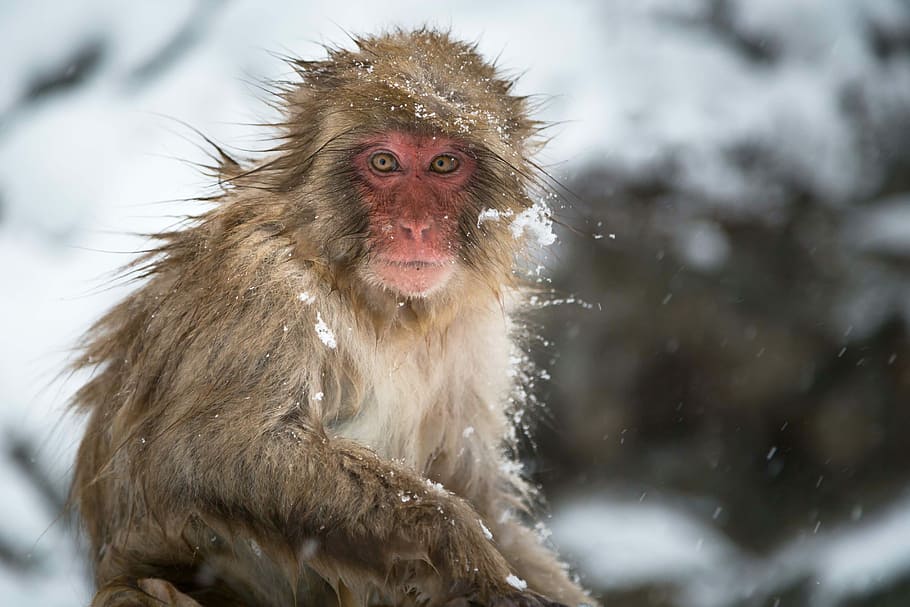 close photo of brown primate, brown monkey on focus photo, animal HD wallpaper