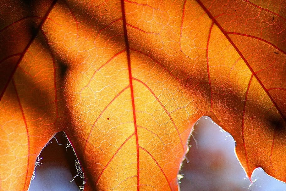 leaf, autumn, tree, leaves, golden autumn, leaves in the autumn HD wallpaper