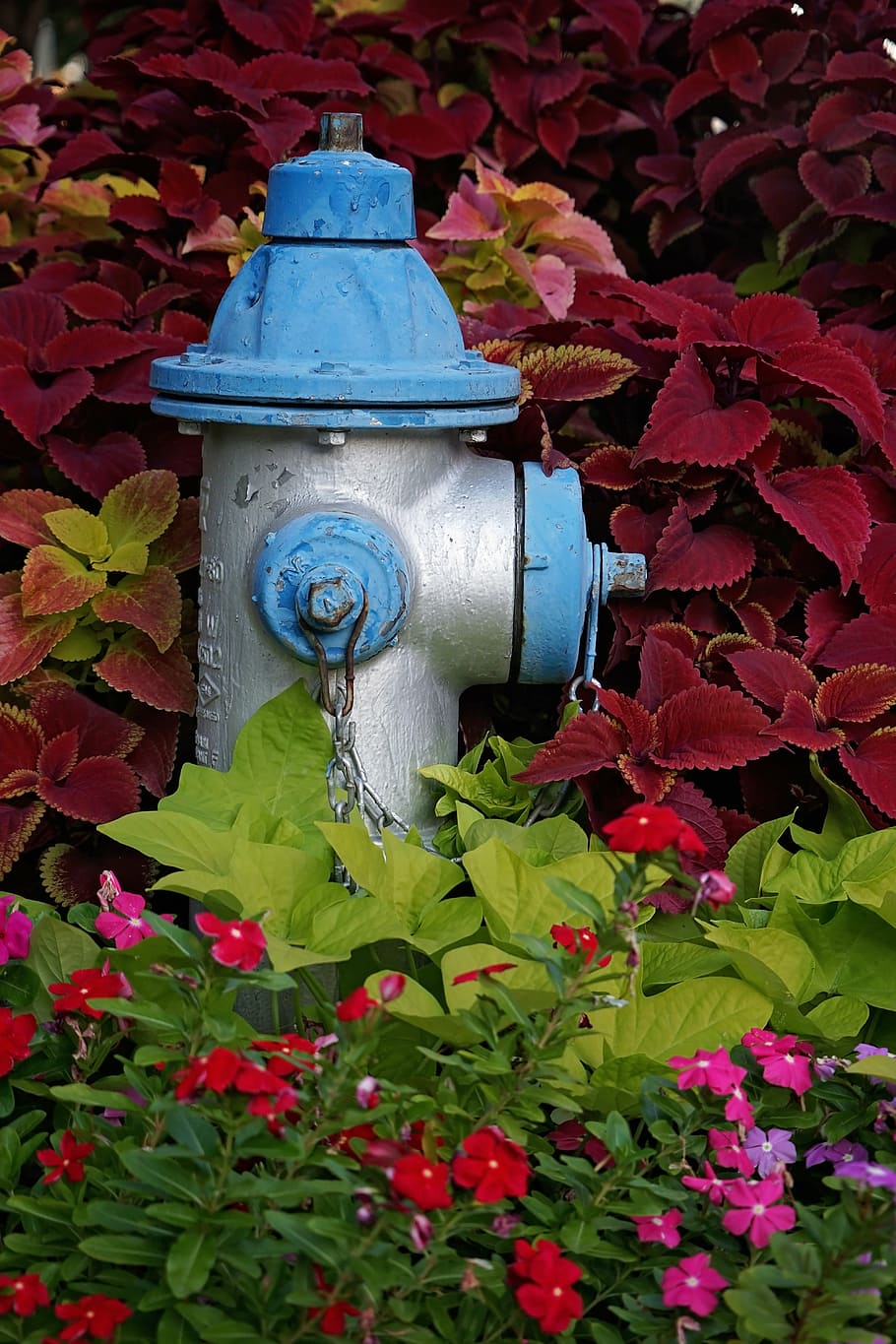 fire hydrant, blue, silver, floral, urban, safety, water, metal HD wallpaper