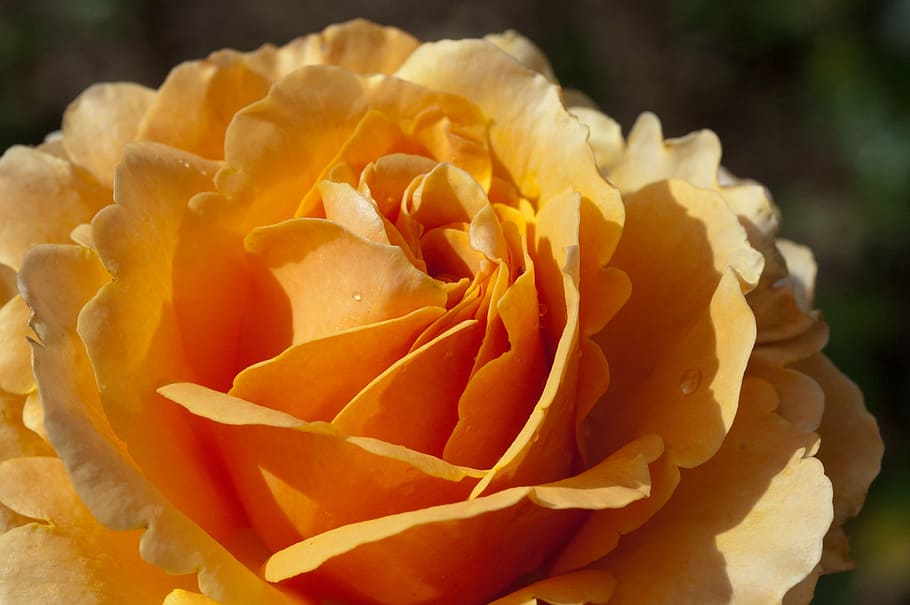 rose, flower, nature, macro, orange, petals, plant, close-up HD wallpaper