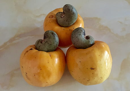 cashew, fruit, cashew fruit, cashew nut, food, healthy, organic HD wallpaper