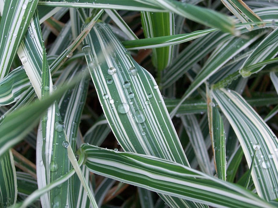 rain, leaves, drops, green color, leaf, growth, plant, plant part HD wallpaper