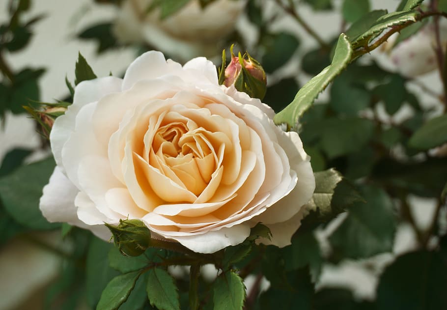 nature, flower, rose, spring, floral, gardening, flowering plant HD wallpaper