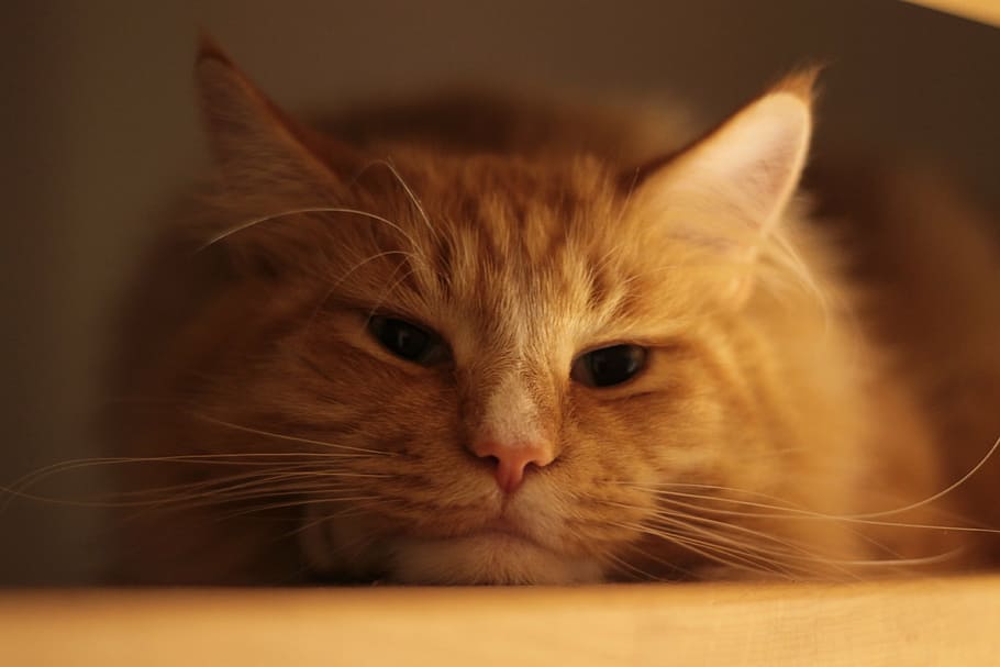 selective-focus photography of orange tabby cat, mainecoon, domestic cat, HD wallpaper