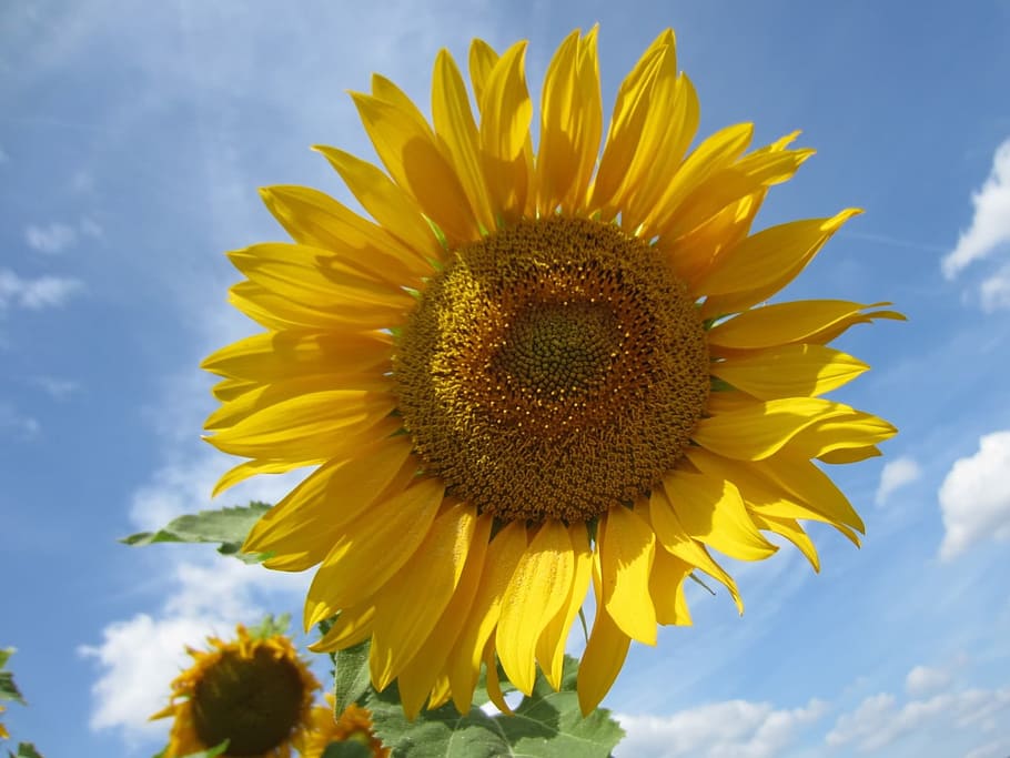 sun flower, close, sky, blue, yellow, flowering plant, sunflower HD wallpaper