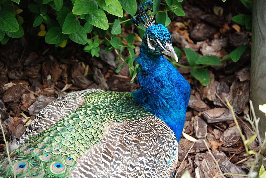 peacock, tail feathers, bird, elegance, colorful, zoo, animal HD wallpaper