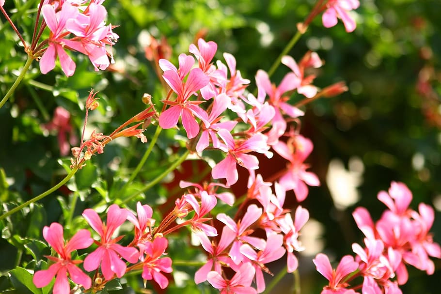 Geranium, Flower, Pink, Macro, Nature, floral, plant, summer HD wallpaper