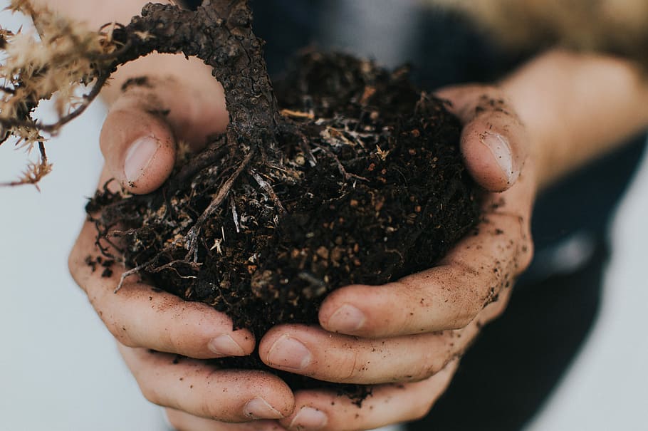 person holding plant stem, person holding plant soil, hands, dirt, HD wallpaper