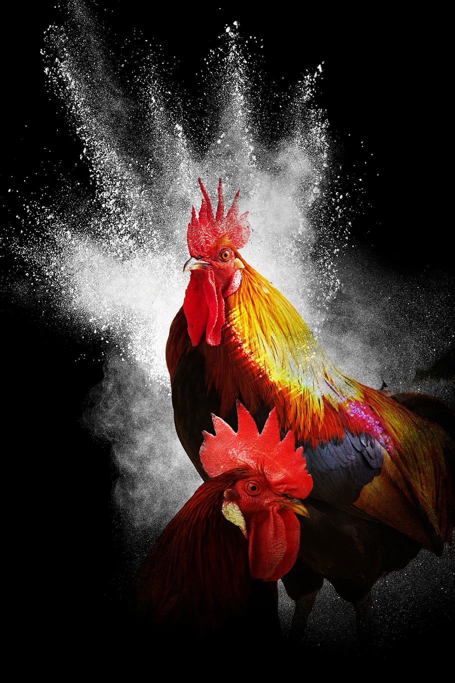 Black rooster 1080P, 2K, 4K, 5K HD wallpapers free download | Wallpaper  Flare
